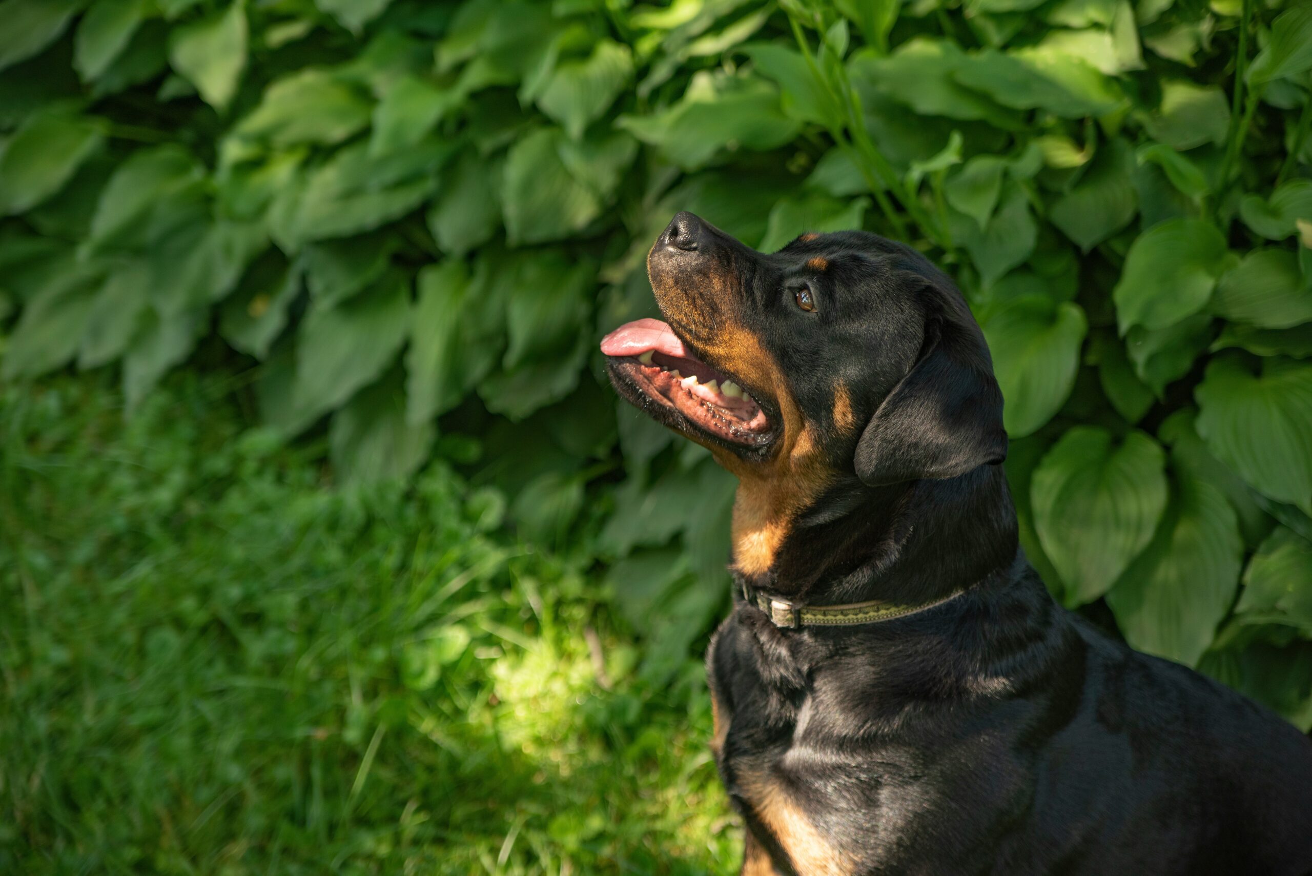 The Benefits of Dog Obedience Training in Knoxville, TN